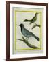 Olive-Green Tanager and Black-Chinned Antbird-Georges-Louis Buffon-Framed Giclee Print