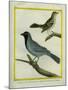 Olive-Green Tanager and Black-Chinned Antbird-Georges-Louis Buffon-Mounted Giclee Print