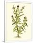 Gramercy White