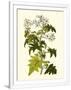 Gramercy White