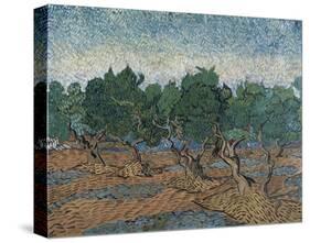 Olive Grove, 1889-Vincent van Gogh-Stretched Canvas