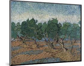 Olive Grove, 1889-Vincent van Gogh-Mounted Art Print