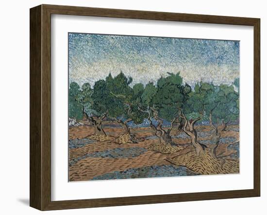 Olive Grove, 1889-Vincent van Gogh-Framed Giclee Print