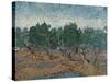 Olive Grove, 1889-Vincent van Gogh-Stretched Canvas