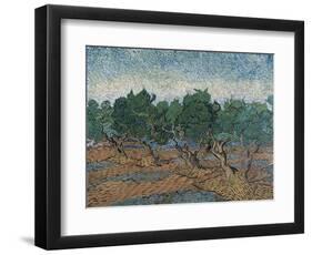 Olive Grove, 1889-Vincent van Gogh-Framed Premium Giclee Print