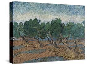 Olive Grove, 1889-Vincent van Gogh-Stretched Canvas