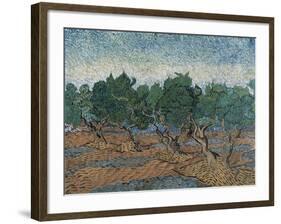 Olive Grove, 1889-Vincent van Gogh-Framed Giclee Print