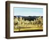 Olive Grove at the Villa-Helen J. Vaughn-Framed Giclee Print