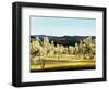 Olive Grove at the Villa-Helen J. Vaughn-Framed Giclee Print