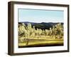 Olive Grove at the Villa-Helen J. Vaughn-Framed Giclee Print