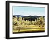 Olive Grove at the Villa-Helen J. Vaughn-Framed Giclee Print