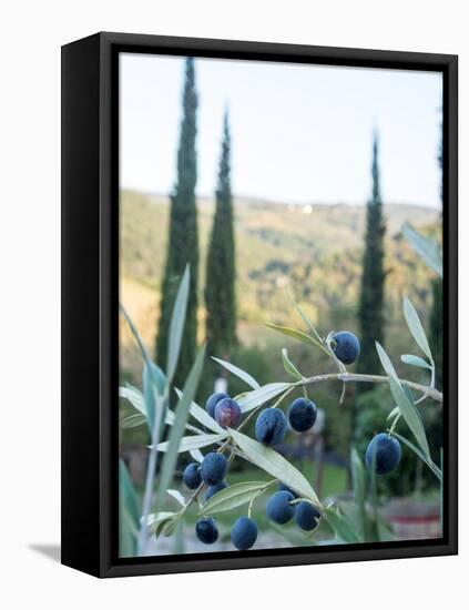 Olive Grove Close-Up and Vineyard in Background-Terry Eggers-Framed Stretched Canvas