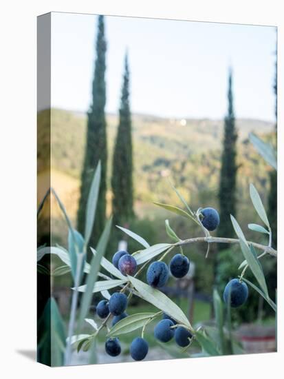 Olive Grove Close-Up and Vineyard in Background-Terry Eggers-Stretched Canvas