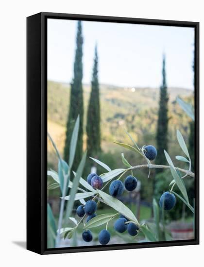 Olive Grove Close-Up and Vineyard in Background-Terry Eggers-Framed Stretched Canvas