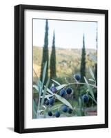 Olive Grove Close-Up and Vineyard in Background-Terry Eggers-Framed Photographic Print