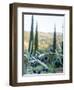 Olive Grove Close-Up and Vineyard in Background-Terry Eggers-Framed Photographic Print