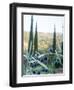 Olive Grove Close-Up and Vineyard in Background-Terry Eggers-Framed Photographic Print