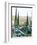 Olive Grove Close-Up and Vineyard in Background-Terry Eggers-Framed Photographic Print