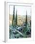 Olive Grove Close-Up and Vineyard in Background-Terry Eggers-Framed Photographic Print