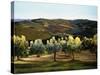 Olive Grove in Italy-Helen J. Vaughn-Stretched Canvas