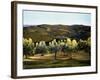 Olive Grove in Italy-Helen J. Vaughn-Framed Giclee Print