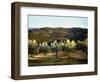 Olive Grove in Italy-Helen J. Vaughn-Framed Giclee Print