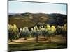 Olive Grove in Italy-Helen J. Vaughn-Mounted Giclee Print