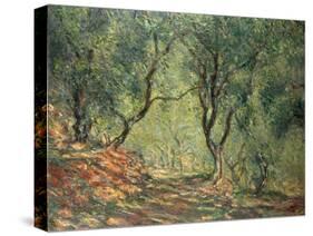 Olive Grove in the Moreno Garden, 1884-Claude Monet-Stretched Canvas