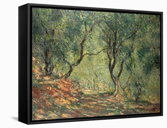 Olive Grove in the Moreno Garden, 1884-Claude Monet-Framed Stretched Canvas