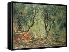 Olive Grove in the Moreno Garden, 1884-Claude Monet-Framed Stretched Canvas