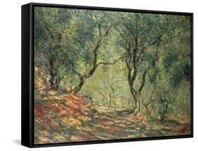 Olive Grove in the Moreno Garden, 1884-Claude Monet-Framed Stretched Canvas