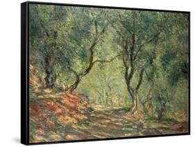 Olive Grove in the Moreno Garden, 1884-Claude Monet-Framed Stretched Canvas