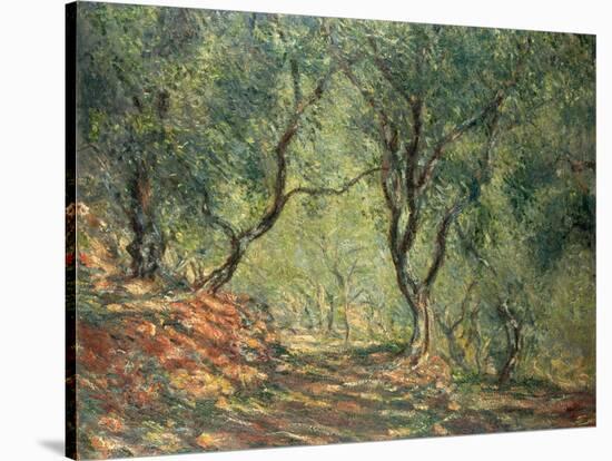 Olive Grove in the Moreno Garden, 1884-Claude Monet-Stretched Canvas