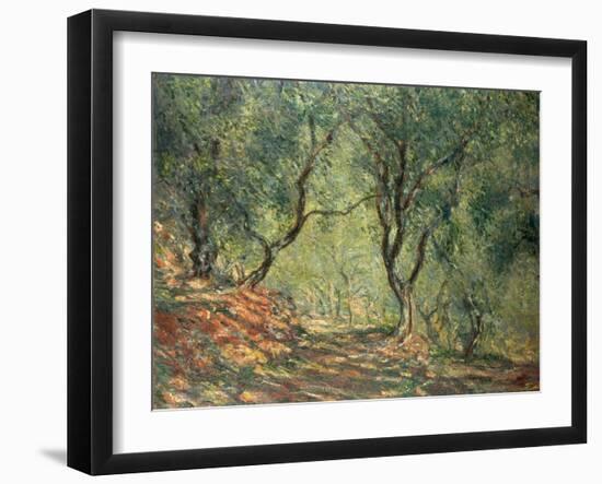 Olive Grove in the Moreno Garden, 1884-Claude Monet-Framed Premium Giclee Print