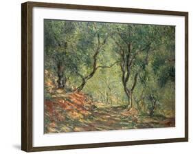 Olive Grove in the Moreno Garden, 1884-Claude Monet-Framed Giclee Print