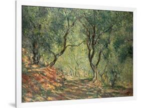 Olive Grove in the Moreno Garden, 1884-Claude Monet-Framed Giclee Print