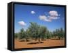 Olive Grove Near Ronda, Andalucia, Spain-Michael Busselle-Framed Stretched Canvas