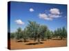 Olive Grove Near Ronda, Andalucia, Spain-Michael Busselle-Stretched Canvas