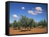 Olive Grove Near Ronda, Andalucia, Spain-Michael Busselle-Framed Stretched Canvas