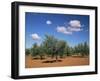 Olive Grove Near Ronda, Andalucia, Spain-Michael Busselle-Framed Photographic Print