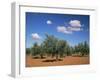 Olive Grove Near Ronda, Andalucia, Spain-Michael Busselle-Framed Photographic Print