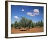 Olive Grove Near Ronda, Andalucia, Spain-Michael Busselle-Framed Photographic Print