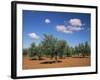 Olive Grove Near Ronda, Andalucia, Spain-Michael Busselle-Framed Photographic Print