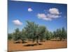 Olive Grove Near Ronda, Andalucia, Spain-Michael Busselle-Mounted Photographic Print