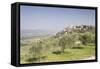 Olive grove near to Trevi in the Val di Spoleto, Umbria, Italy, Europe-Julian Elliott-Framed Stretched Canvas