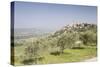 Olive grove near to Trevi in the Val di Spoleto, Umbria, Italy, Europe-Julian Elliott-Stretched Canvas