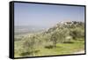 Olive grove near to Trevi in the Val di Spoleto, Umbria, Italy, Europe-Julian Elliott-Framed Stretched Canvas