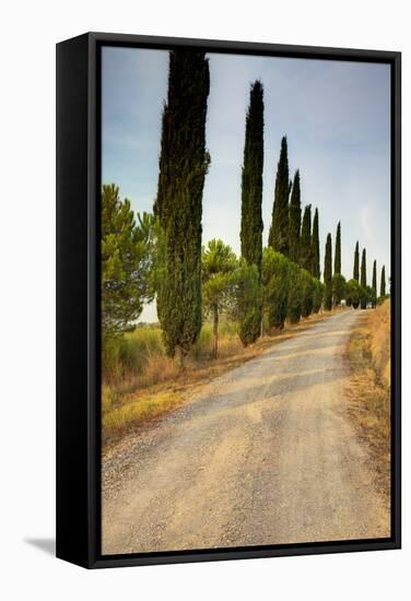 Olive Grove on the Rolling Hills of Tuscany-Terry Eggers-Framed Stretched Canvas