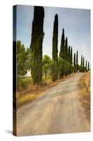 Olive Grove on the Rolling Hills of Tuscany-Terry Eggers-Stretched Canvas