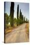 Olive Grove on the Rolling Hills of Tuscany-Terry Eggers-Stretched Canvas